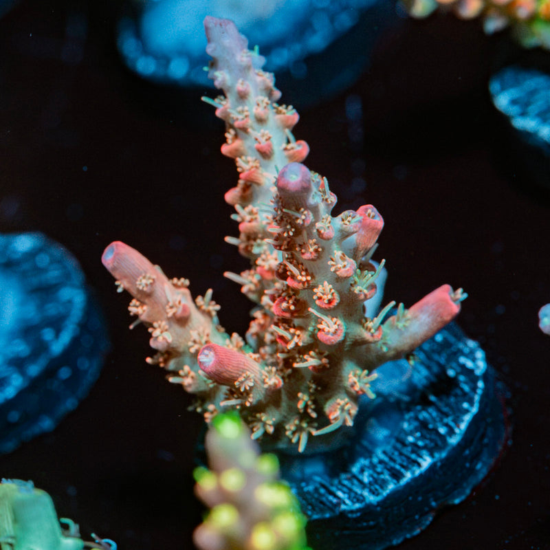 Confetti Acropora Coral with branching growth in reef aquarium