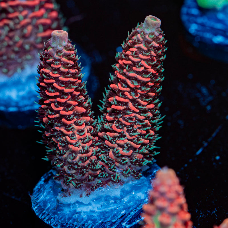 Judge Judy Acropora Coral with branching growth in reef aquarium