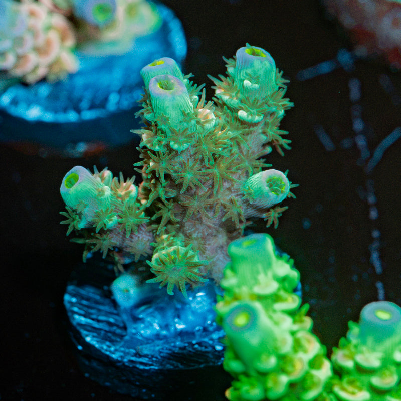 Domicile Disrupter Acropora Coral with branching growth in reef aquarium
