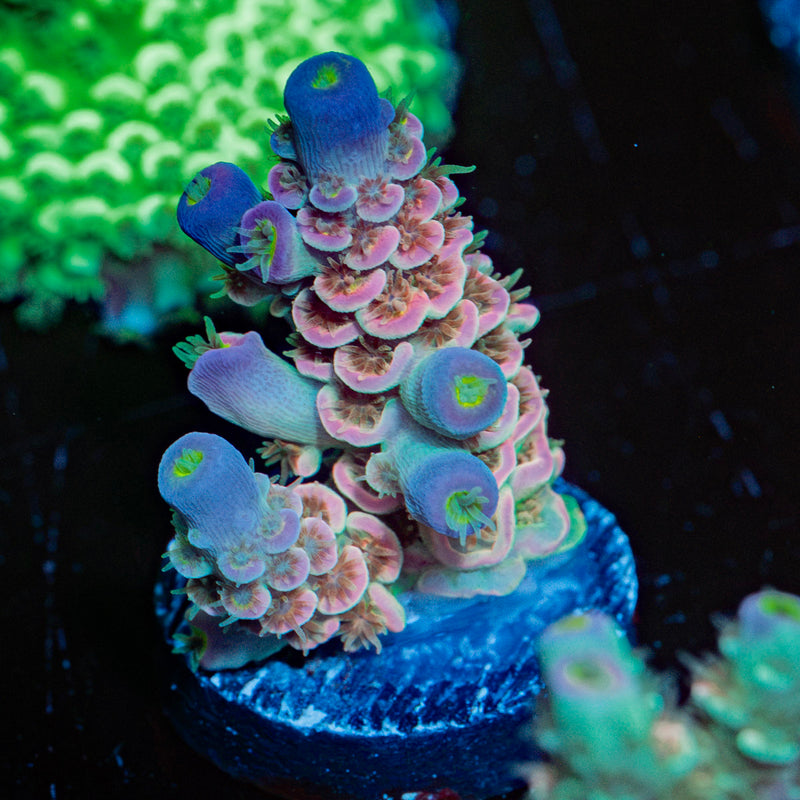 Water Colors Acropora Coral with branching growth in reef aquarium
