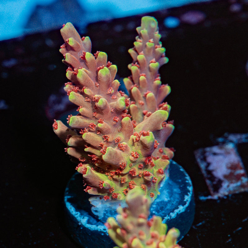 Rocket Man Acropora Coral with branching growth in reef aquarium