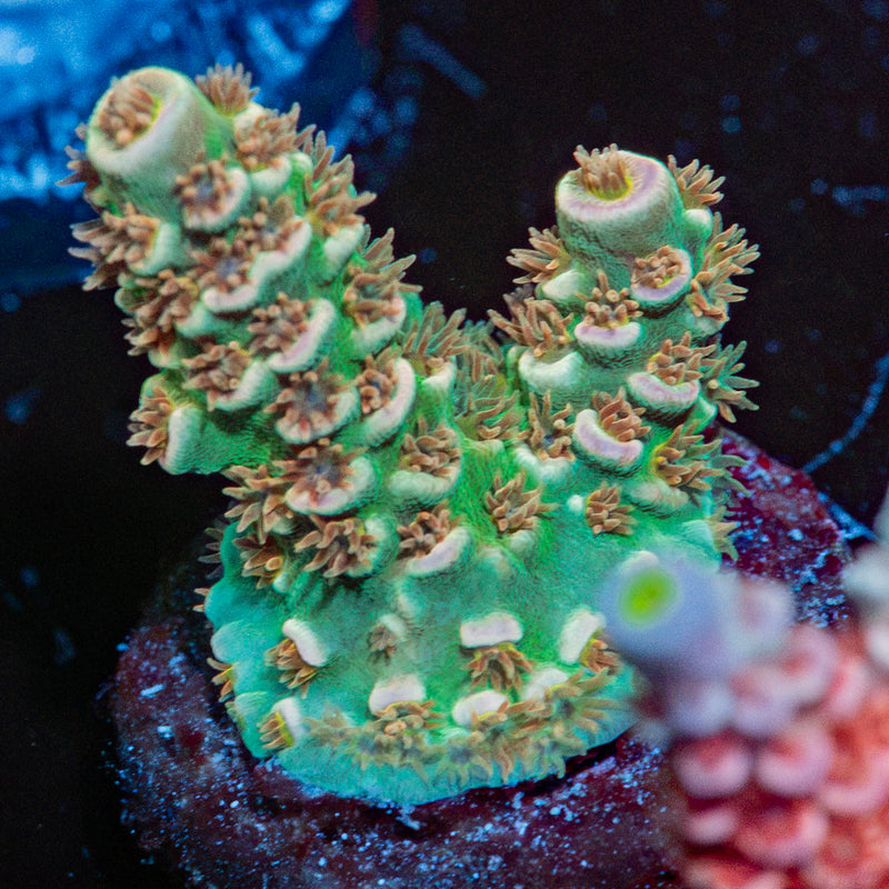 Starscream Acropora Coral with branching growth in reef aquarium