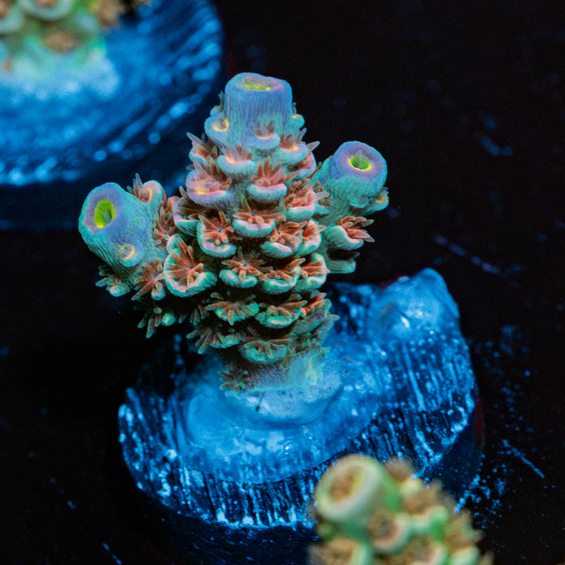 Starscream Acropora Coral with branching growth in reef aquarium
