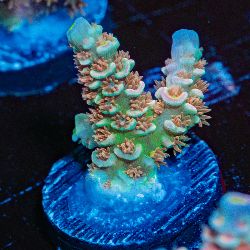 Circus Freak Acropora Coral with branching growth in reef aquarium