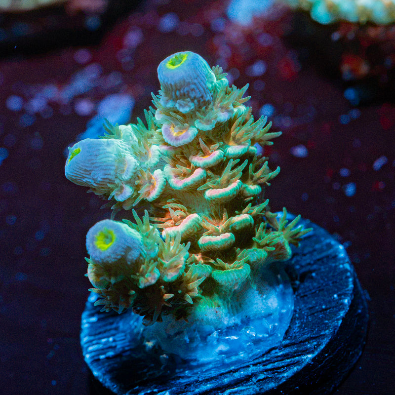 Circus Freak Tenuis Acropora with branching growth in reef aquarium