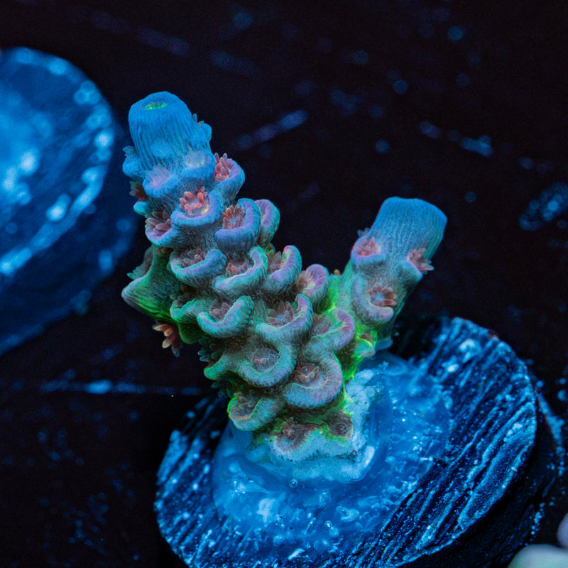 Rainbow Fusion Acropora with branching growth in reef aquarium
