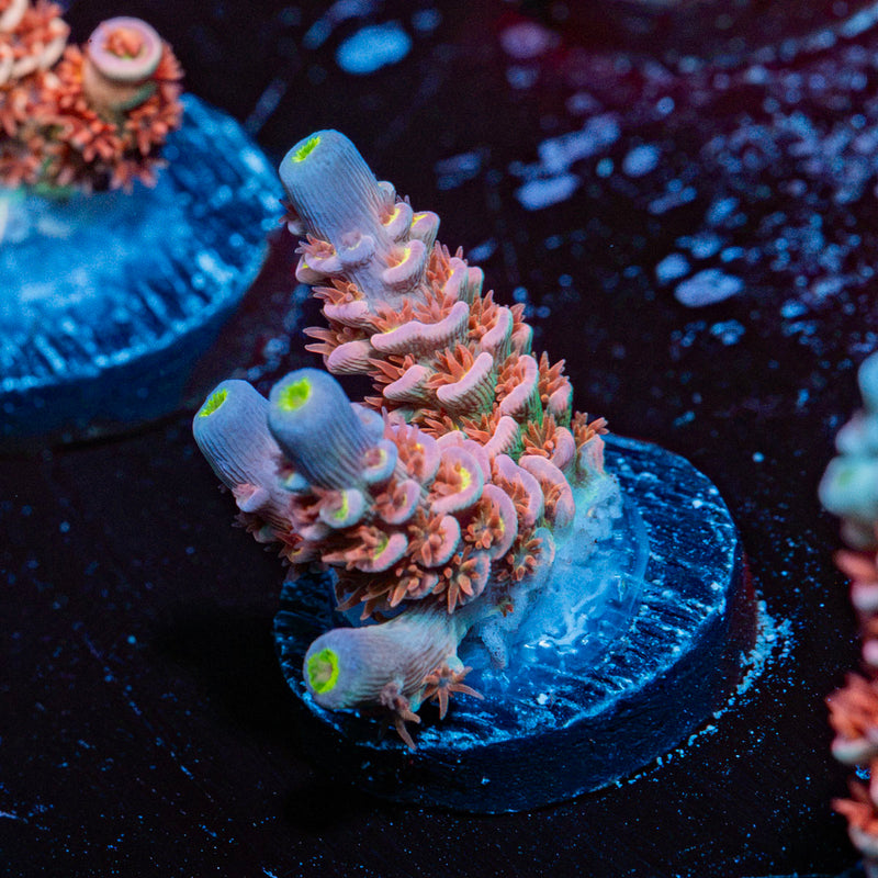 Tear Jerker Acropora Coral with branching growth in reef aquarium