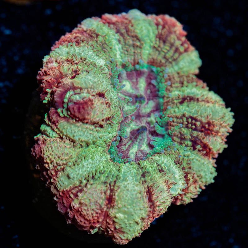Kolea eye Asian Acan