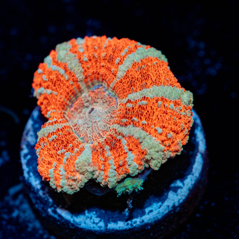 Captain Hook Asian Acan