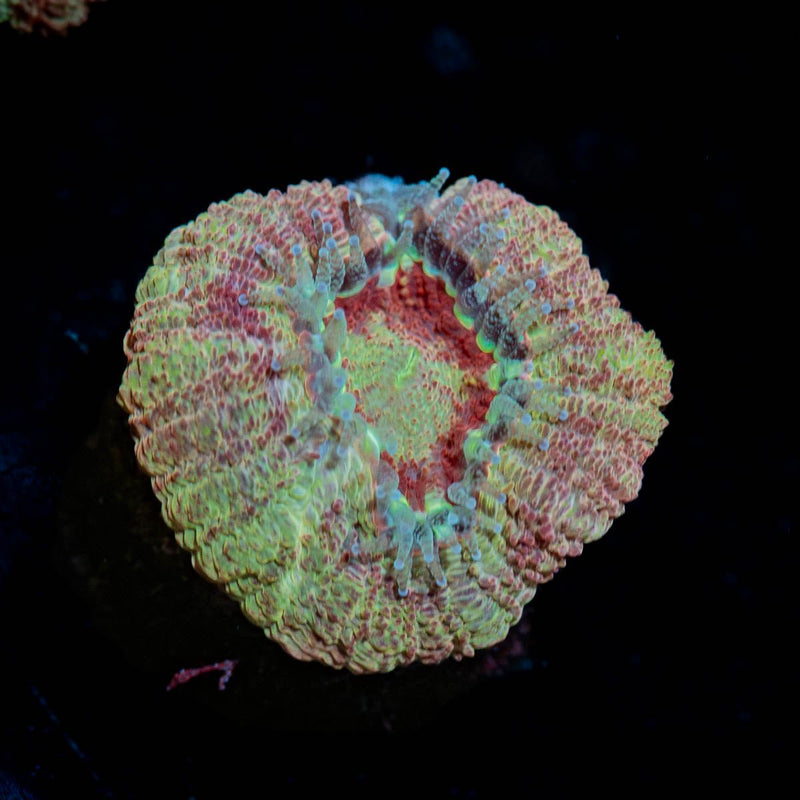 Sherbet Asian Acan Micromussa