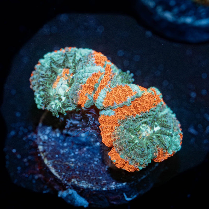 Tony the tiger asian Acan