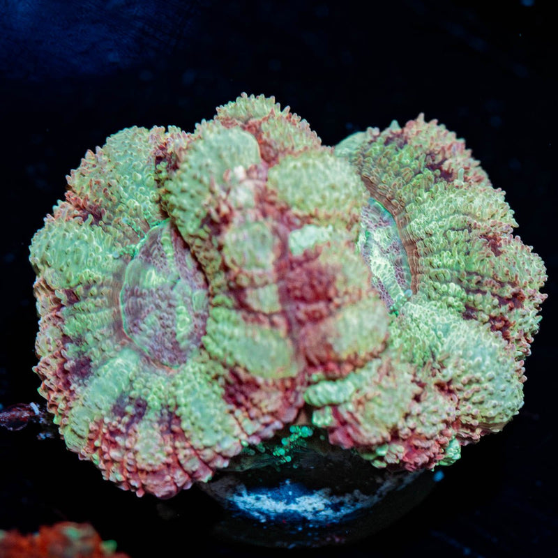 Sherbet Asian Acan Micromussa