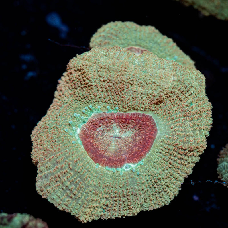 Moonlight Asian Acan