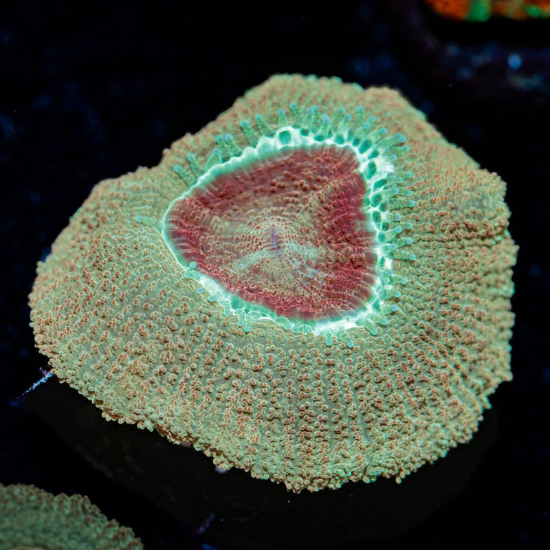 Moonlight Asian Acan