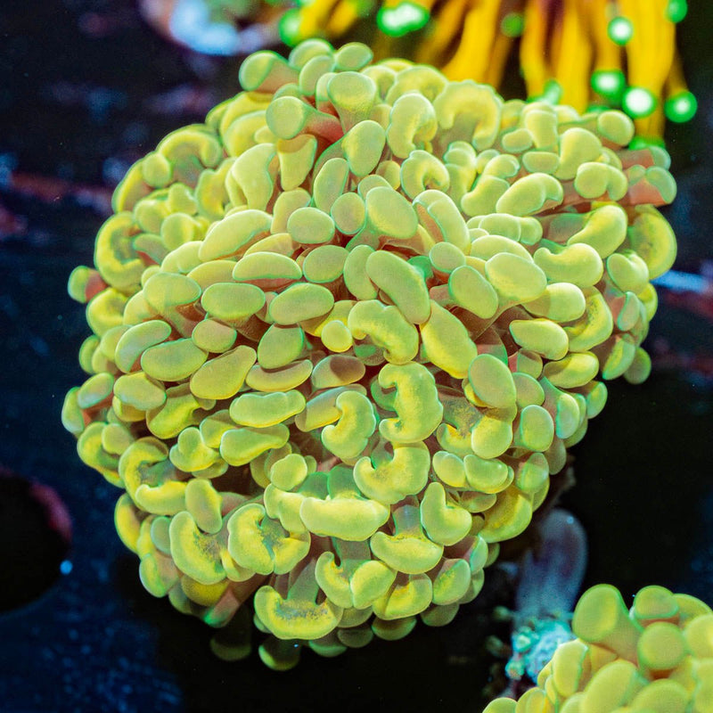 Gold Hammer Euphyllia