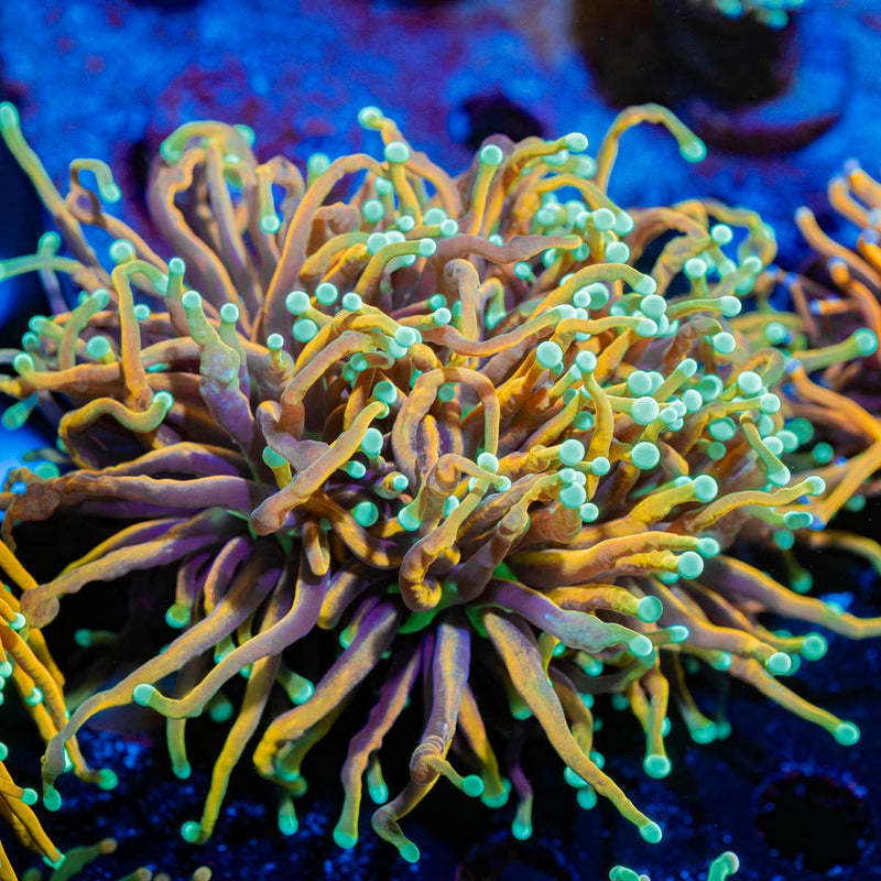 Gold Jester Torch Euphyllia