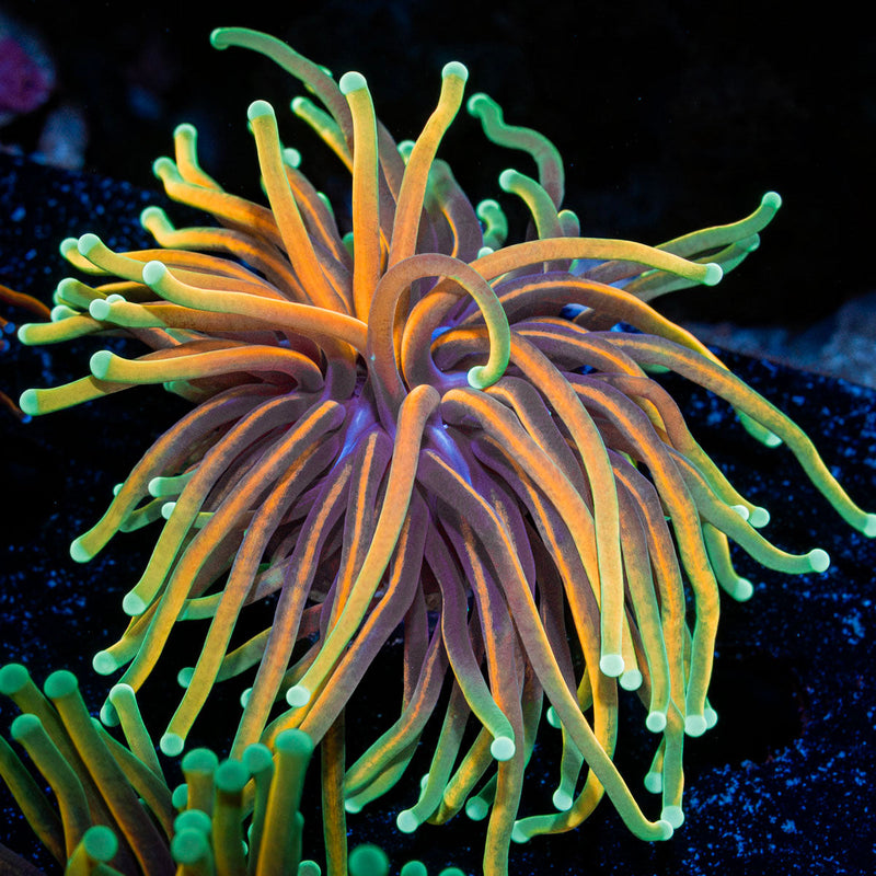 Hellfire Torch Euphyllia Coral with flowing tentacles in reef aquarium