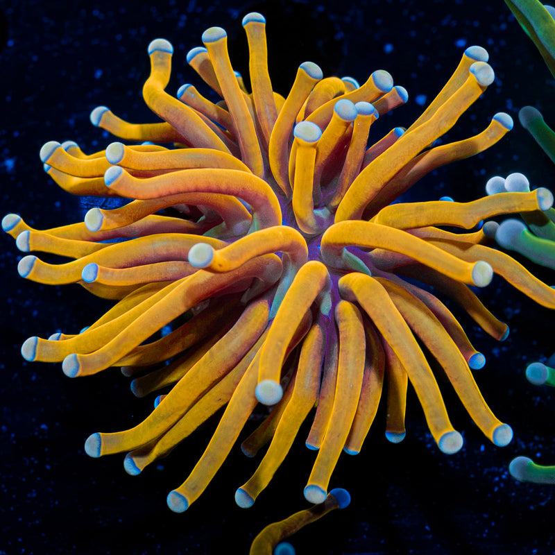 24K Gold torch Euphyllia Coral with flowing tentacles in reef aquarium