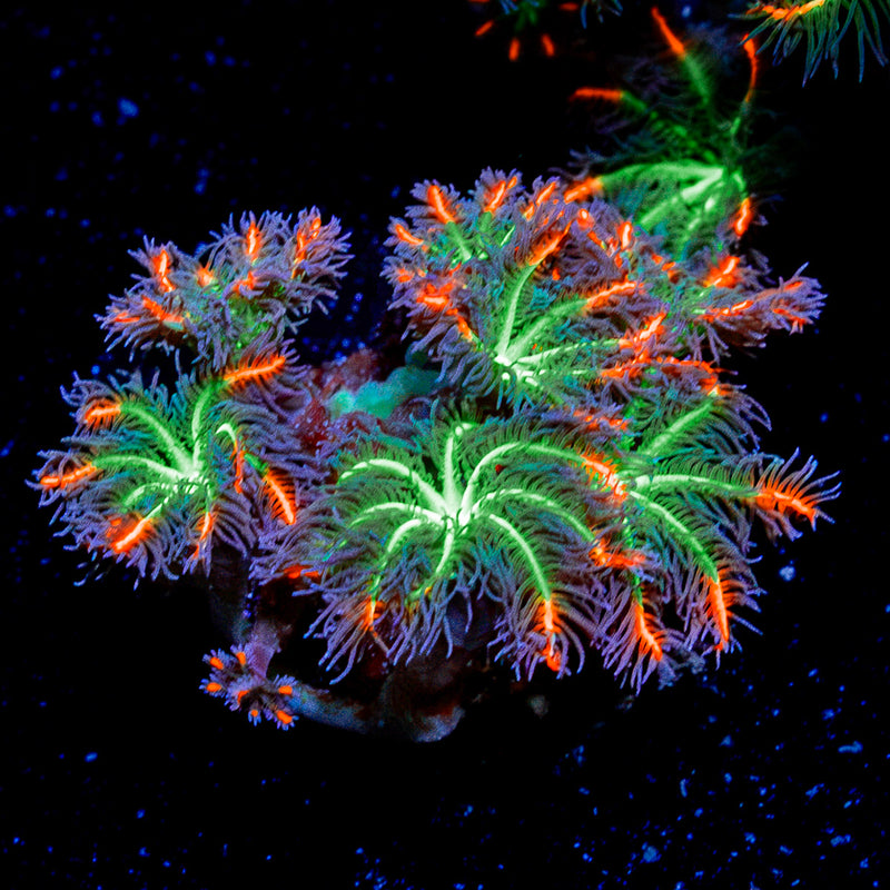 ARC Firework Clove Polyp Coral with colony growth in reef aquarium