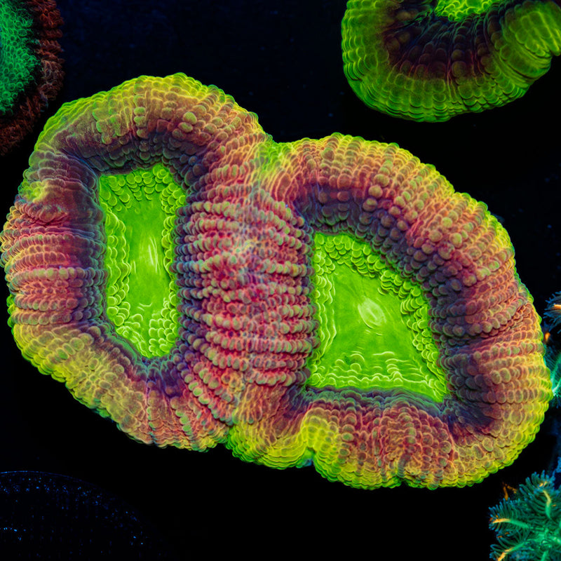 Dragon Soul Favia Coral with large-polyp stony growth in reef aquarium