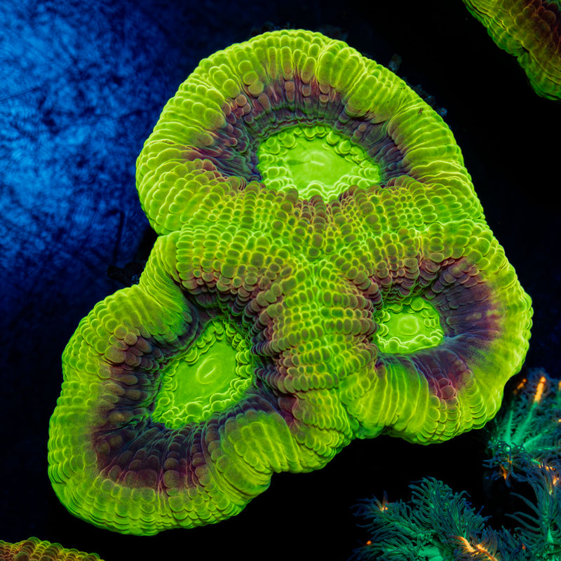 Dragon Soul Favia Coral with encrusting growth in reef aquarium