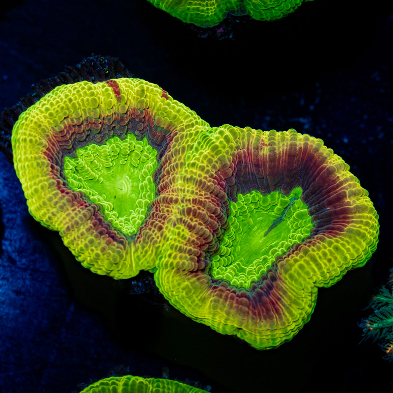 Dragon Soul Favia Coral with encrusting growth in reef aquarium