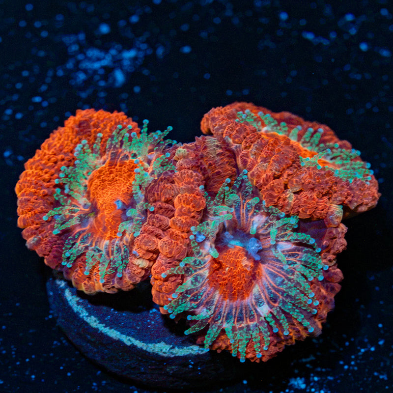 Acan Coral with fleshy polyps in reef aquarium