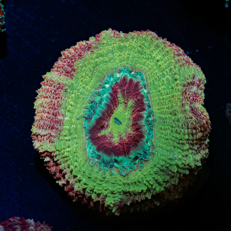 Rocket Man Asian Acan Coral with fleshy polyps in reef aquarium