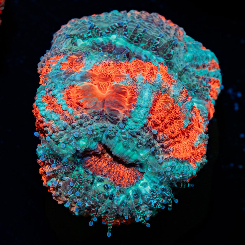 Captain hook Asian Acan Coral with fleshy polyps in reef aquarium