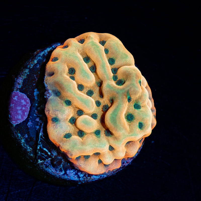 Beach Bum Montipora Coral with branching growth in reef aquarium