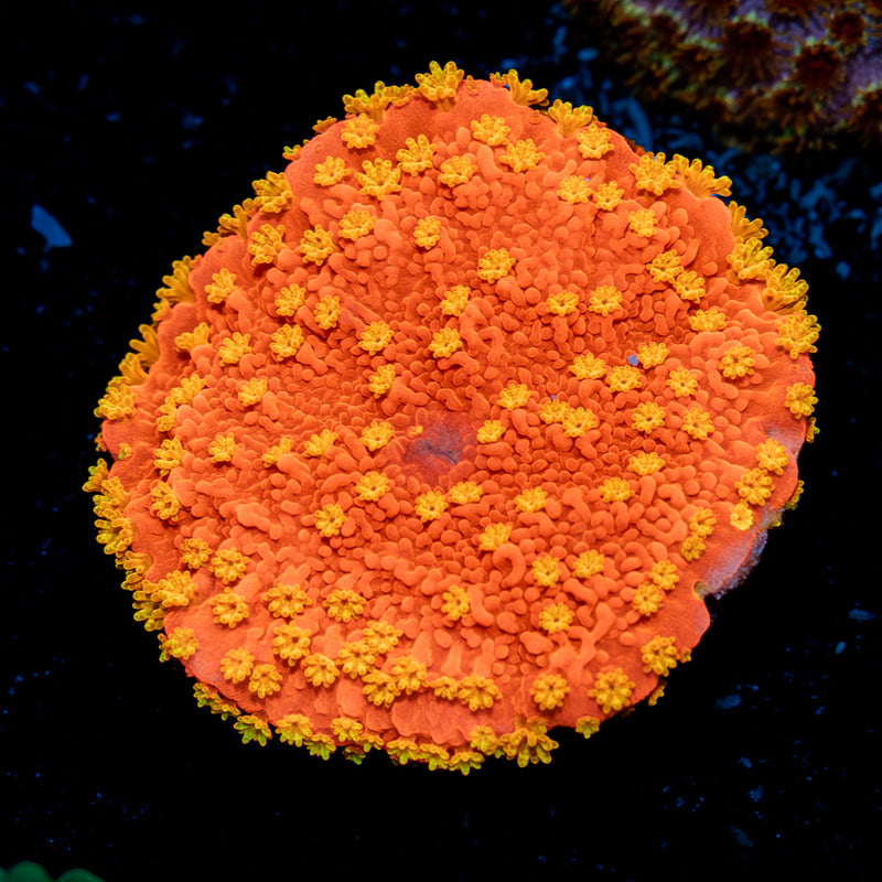 Sunburst Montipora Coral with branching growth in reef aquarium