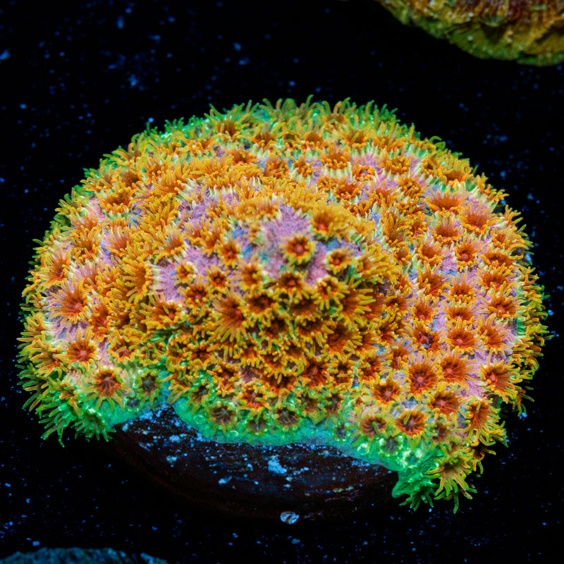Skittles Bomb Cyphastrea Coral with encrusting growth in reef aquarium