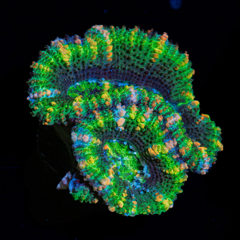 Acan Coral with fleshy polyps in reef aquarium