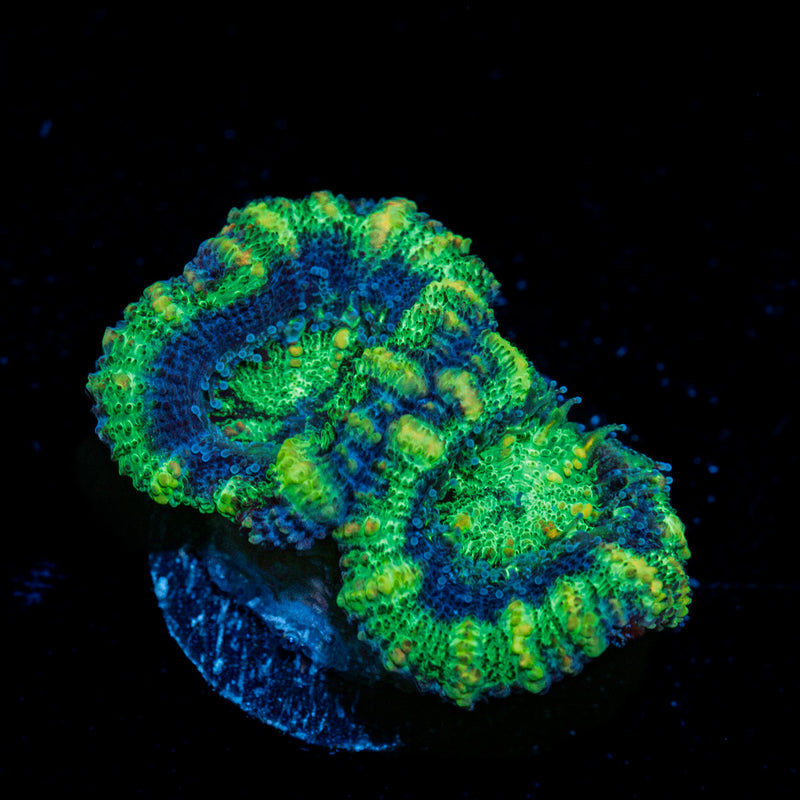 Acan Coral with fleshy polyps in reef aquarium