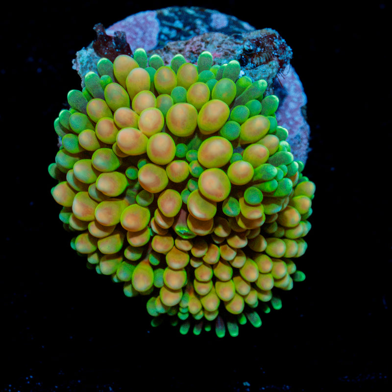 Royal Ricordea Mushroom Coral with mushroom disc in reef aquarium