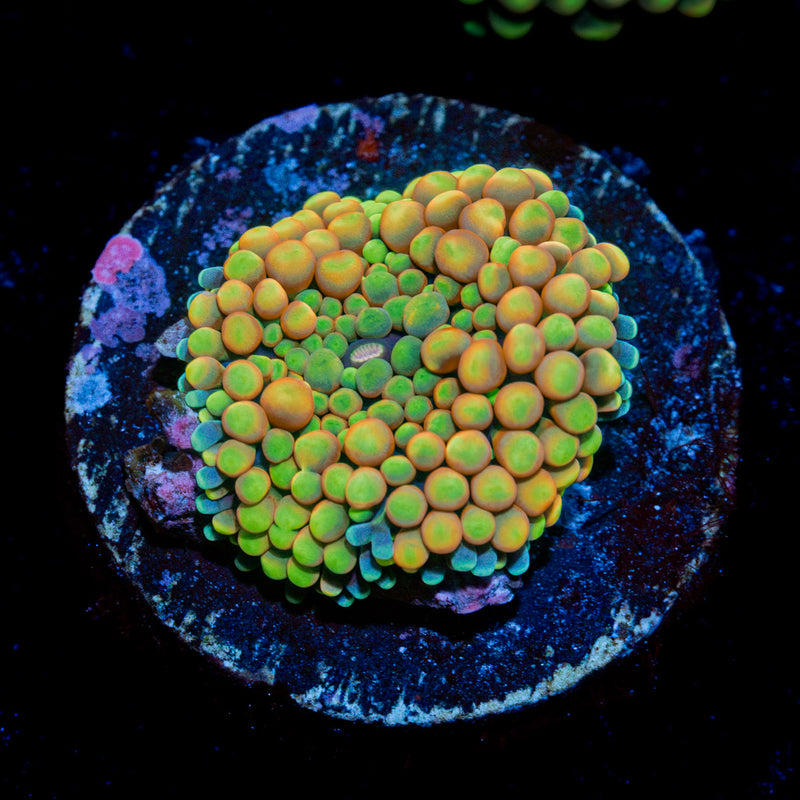 Royal Ricordea Mushroom Coral with mushroom disc in reef aquarium