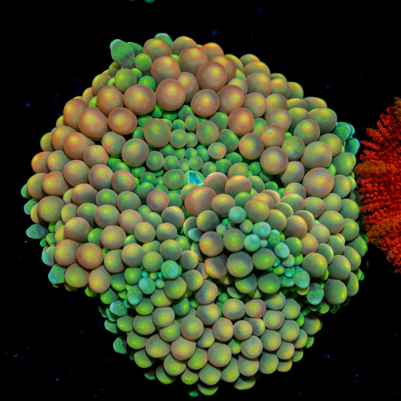 Royal Ricordea Mushroom Coral with mushroom disc in reef aquarium