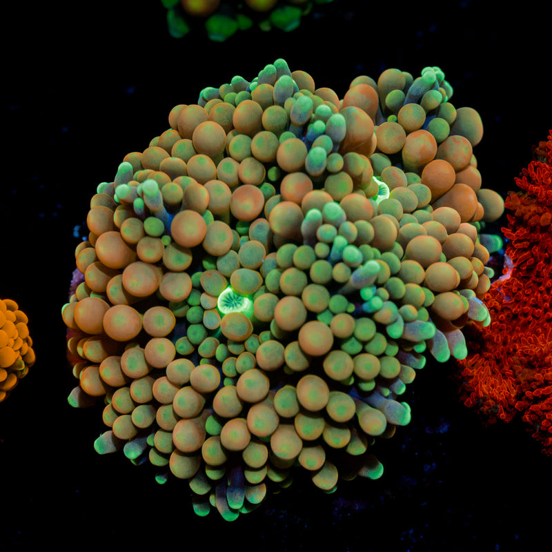 Royal Ricordea Mushroom Coral with a vibrant mushroom disc in reef aquarium
