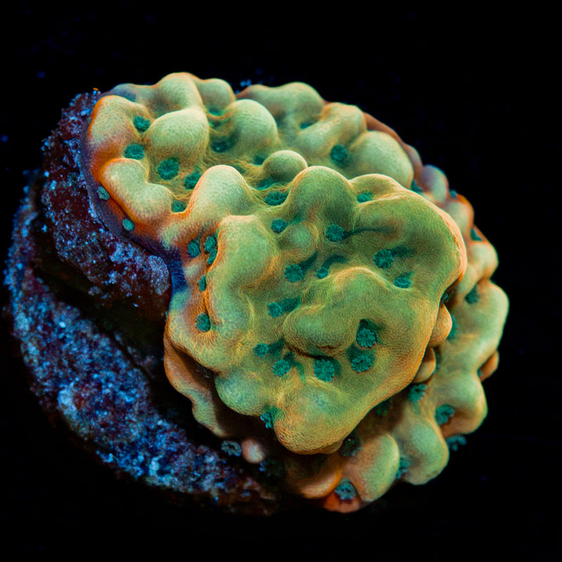 Beach Bum Montipora with branching growth in reef aquarium