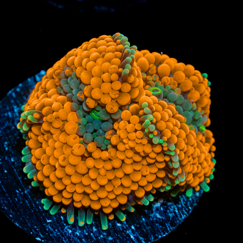 Orange Ricordea Mushroom Coral with mushroom disc in reef aquarium
