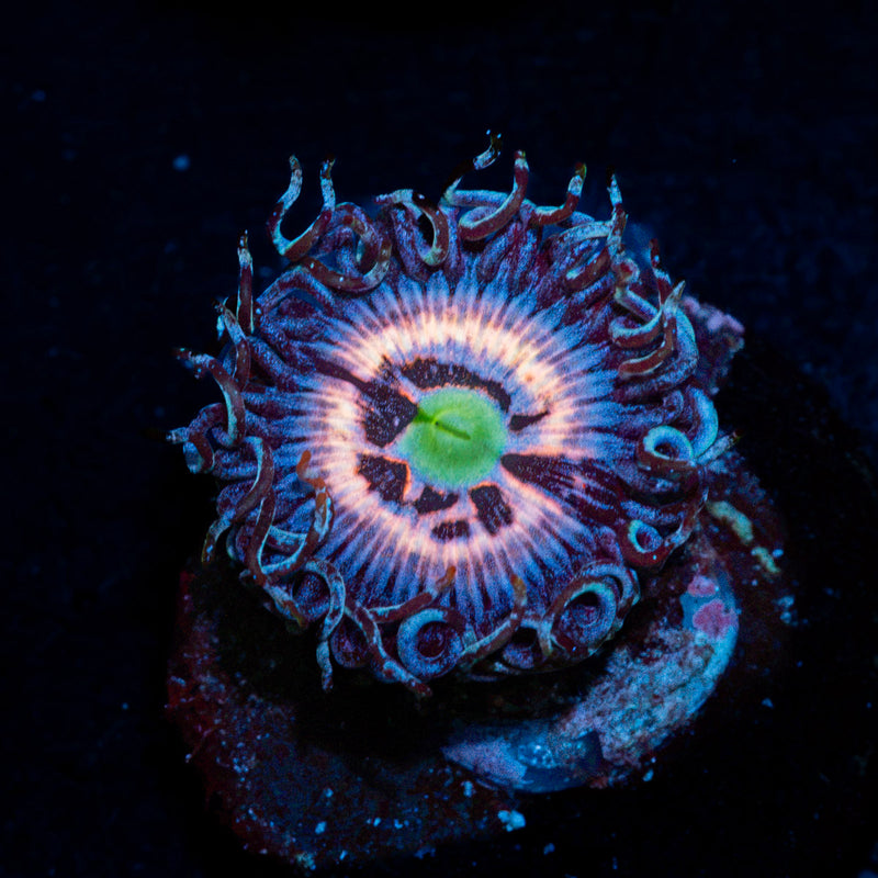 Daisy Dukes Zoanthid Coral colony growth in reef aquarium