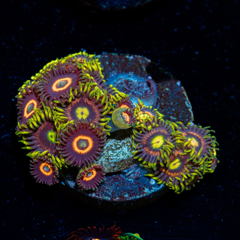 Zoanthid Combo Zoanthid Coral colony growth in reef aquarium