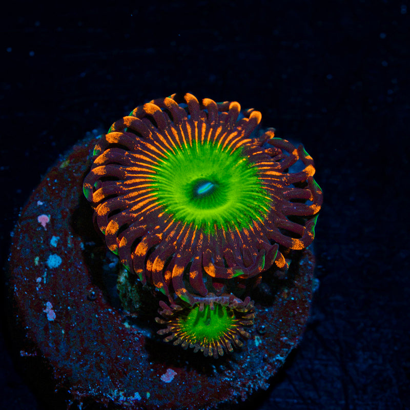 Candy Apple Red Zoanthid Coral colony growth in reef aquarium