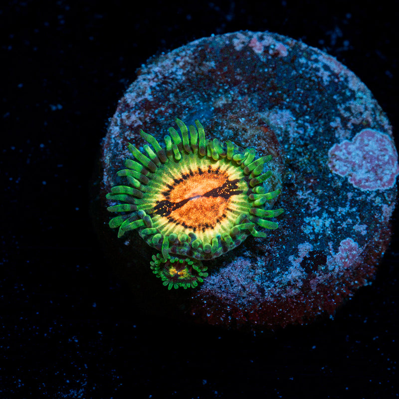 Blood Shots Zoanthid Coral colony growth in reef aquarium