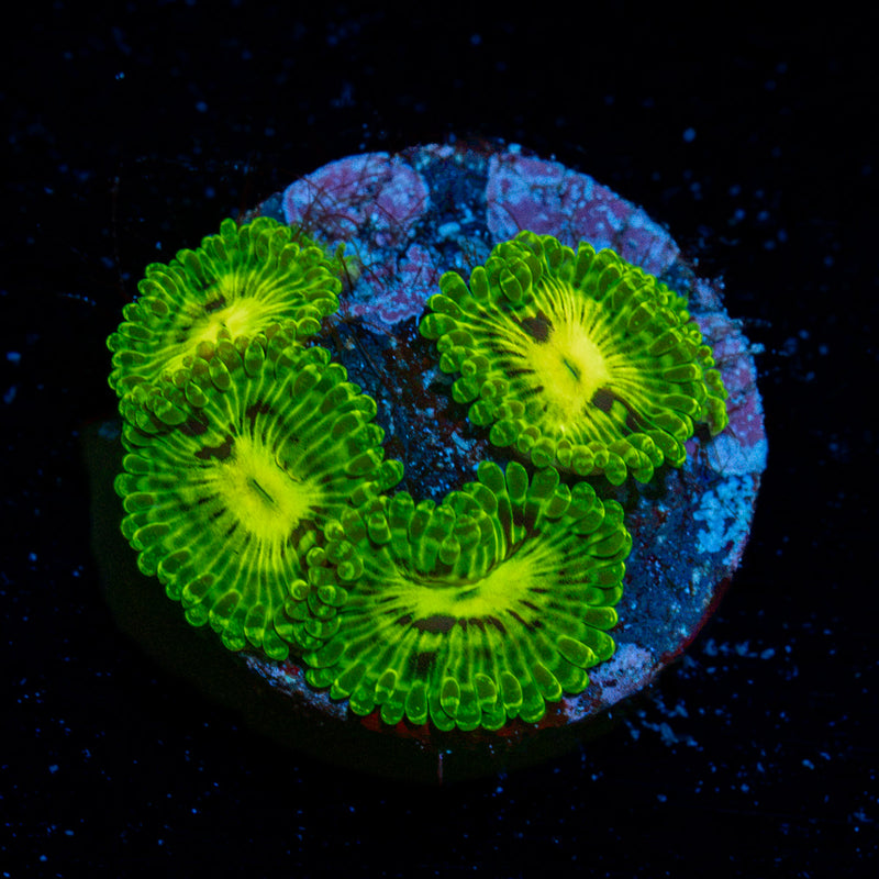 Emerald Muals Zoanthid Coral with colony growth in reef aquarium