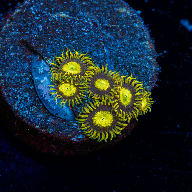 King Midas Zoanthid Coral colony growth in reef aquarium environment