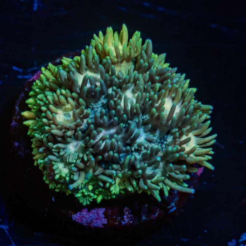 Yellow goniopora coral with flower-like polyps in reef aquarium
