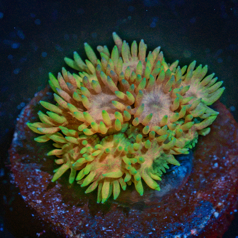 Yellow goniopora coral with flower-like polyps in reef aquarium