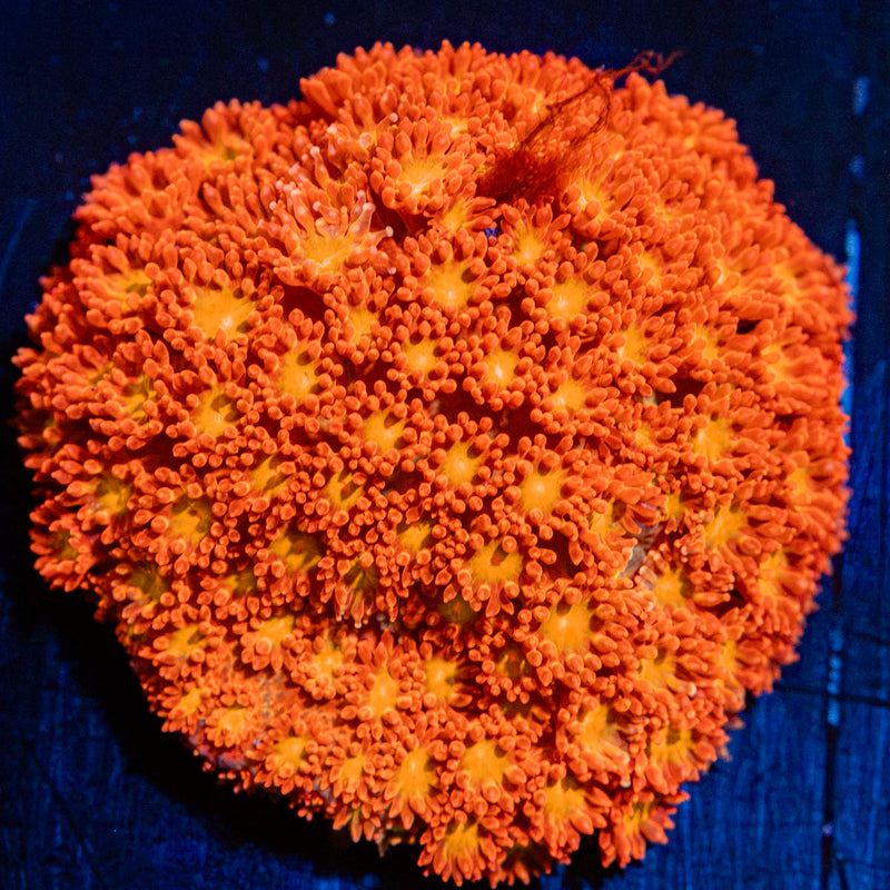 Reese Pieces Micro Goniopora Coral with flower-like polyps in reef aquarium