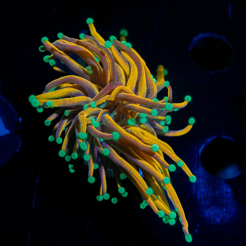 Jester Torch Euphyllia Coral with flowing tentacles in reef aquarium